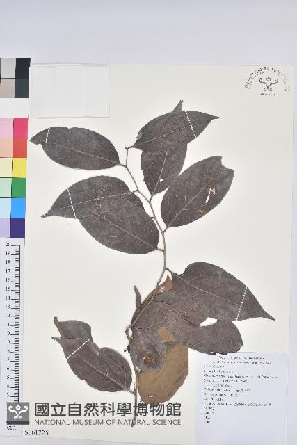 披針葉饅頭果藏品圖，第1張