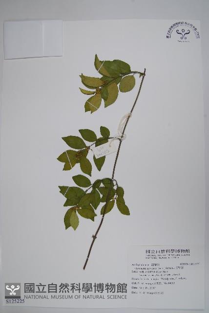 武靴藤藏品圖，第1張