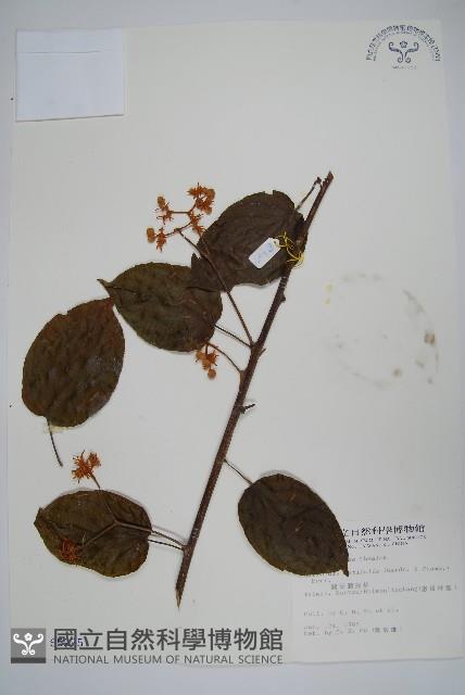 闊葉獼猴桃藏品圖，第1張