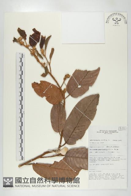 登錄號:S055225藏品圖，第1張