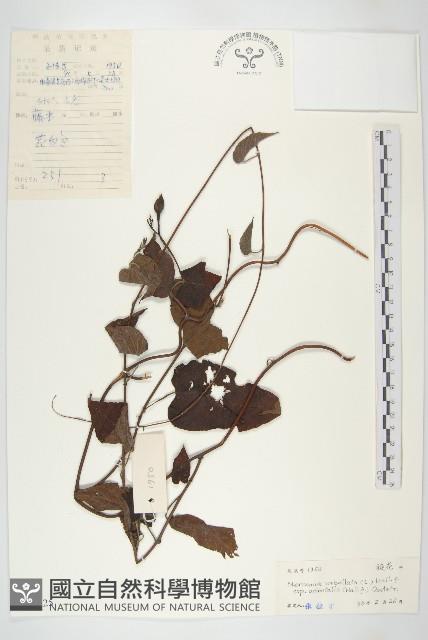 繖花菜欒藤藏品圖，第1張