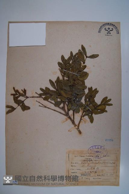 臺灣黃楊藏品圖，第1張