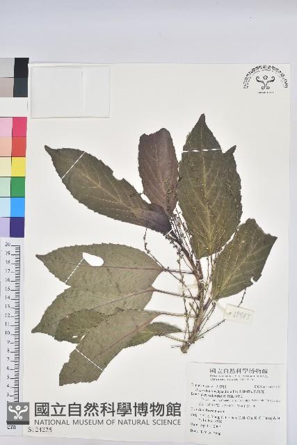 假鐵莧藏品圖，第1張