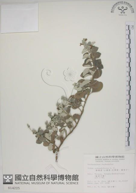 海埔姜藏品圖，第1張