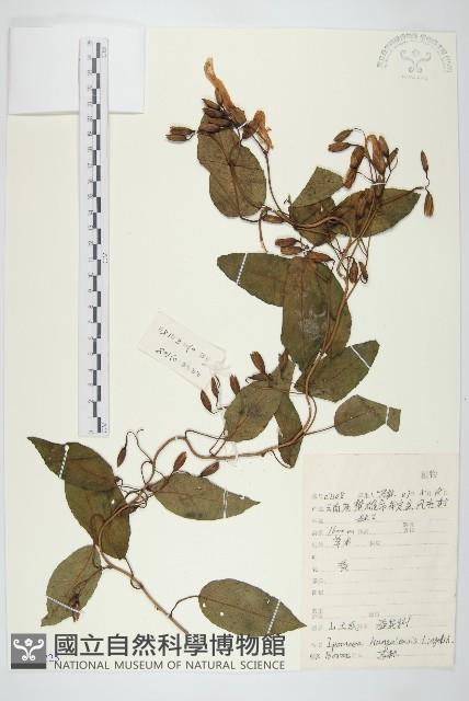 山土瓜藏品圖，第1張