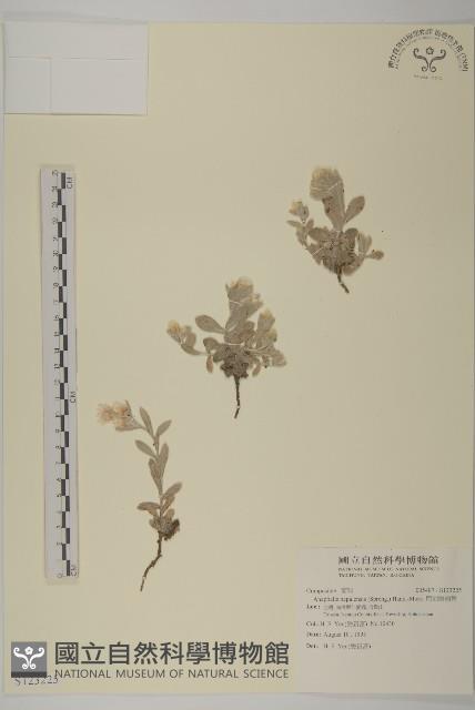 尼泊爾籟簫藏品圖，第1張