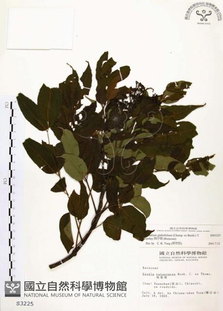 賊仔樹藏品圖，第1張