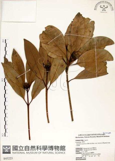 大葉楠藏品圖，第1張