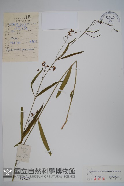 登錄號:S027225藏品圖，第1張