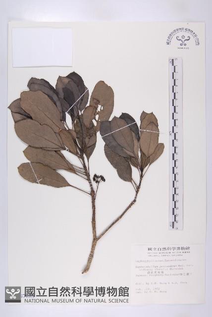 俄氏虎皮楠藏品圖，第1張