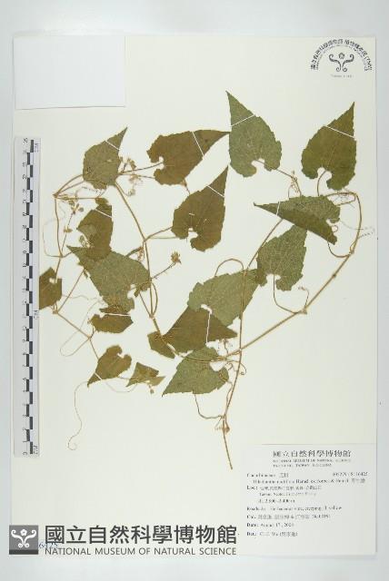 青牛膽藏品圖，第1張