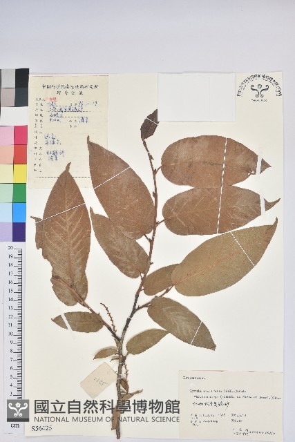 毛果珍珠花藏品圖，第1張