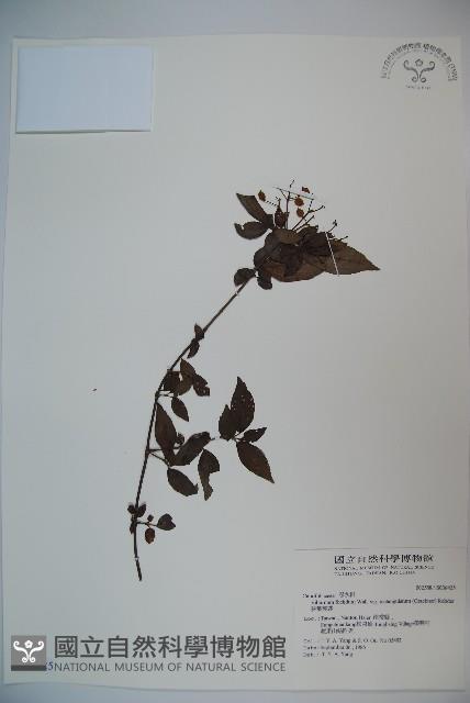 狹葉莢迷藏品圖，第1張