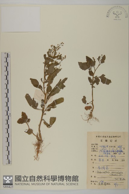 魚眼菊藏品圖，第1張
