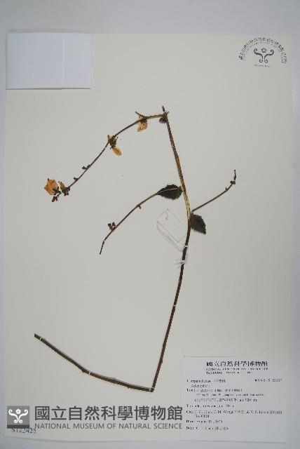 登錄號:S122425藏品圖，第1張