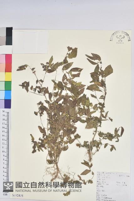 鐵莧菜藏品圖，第1張