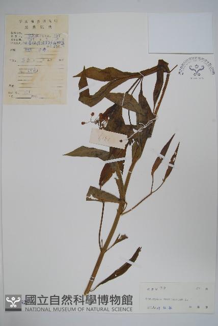 尖尾鳳、馬利筋藏品圖，第1張