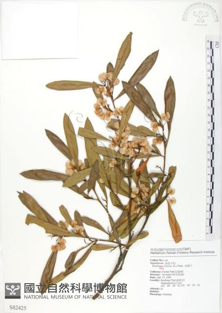 車桑子藏品圖，第1張