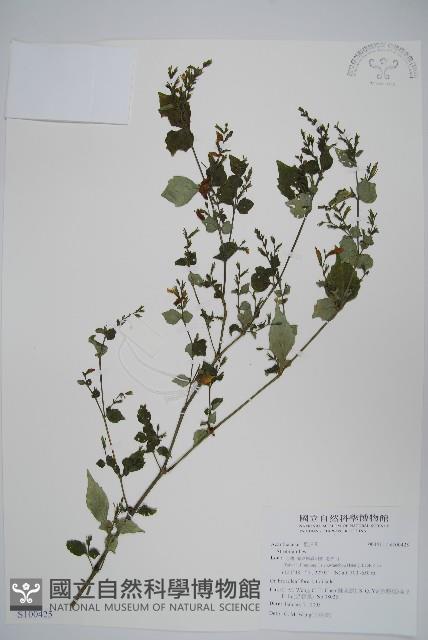 曲莖馬藍藏品圖，第1張