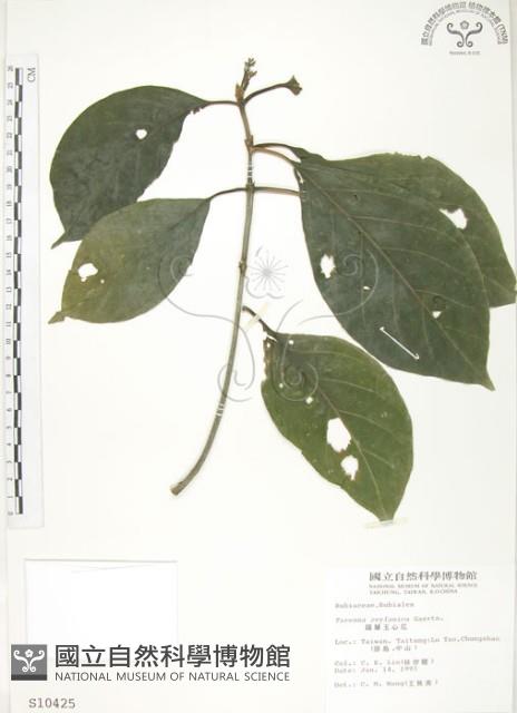 錫蘭玉心花藏品圖，第1張