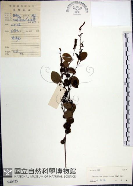 大葉山螞蝗藏品圖，第1張