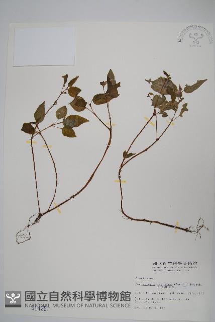 九頭獅子草藏品圖，第1張