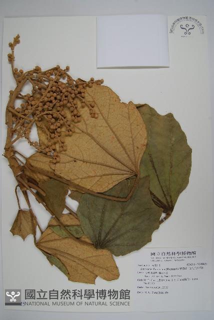 華參、裡白八角金盤藏品圖，第1張