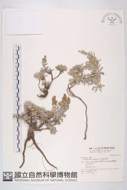 蘄艾、芙蓉菊藏品圖，第1張