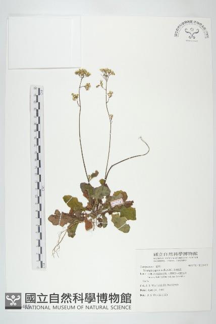 黃鵪菜藏品圖，第1張