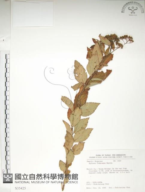 臺灣繡線菊藏品圖，第1張