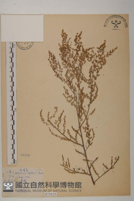 茵蔯蒿藏品圖，第1張