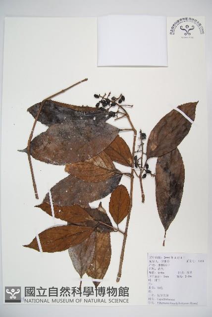 短序莢迷藏品圖，第1張