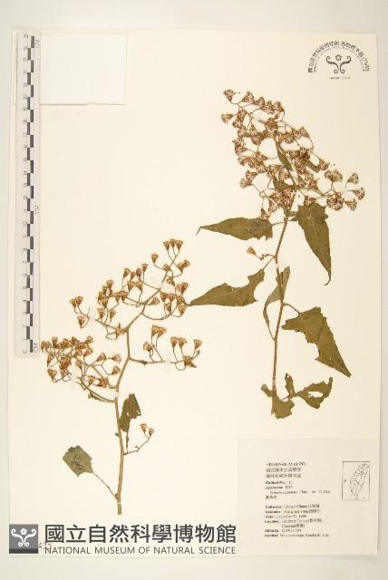 蔓黃菀藏品圖，第1張