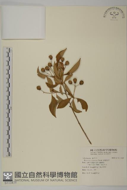 厚葉衛矛, 源一木藏品圖，第1張