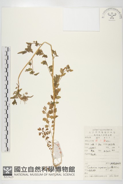 水花菜藏品圖，第1張