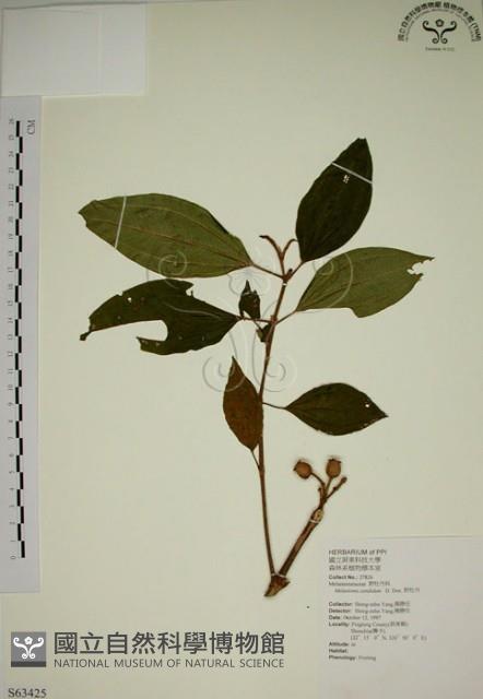 野牡丹藏品圖，第1張