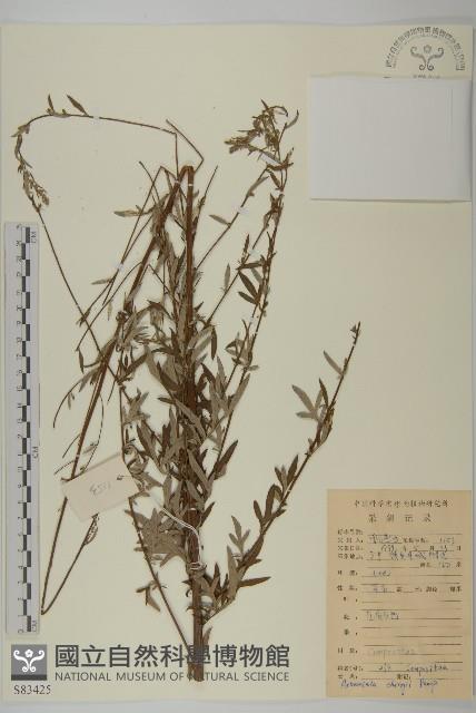 南毛蒿藏品圖，第1張