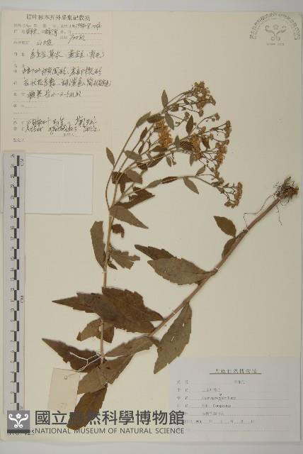 Accession Number:S107425 Collection Image, Figure 1, Total 3 Figures