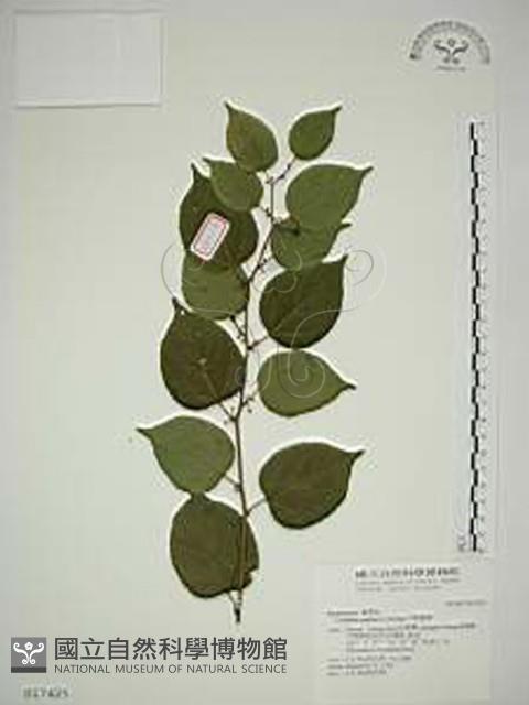 亞洲濱棗藏品圖，第1張