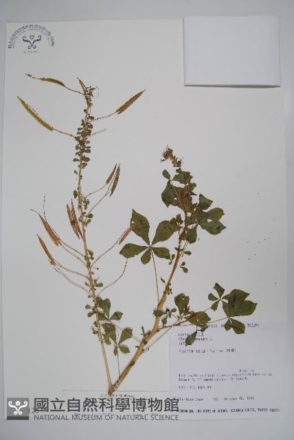 白花菜藏品圖，第1張