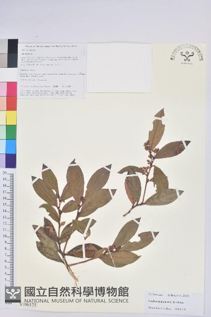 紅粉白珠藏品圖，第1張