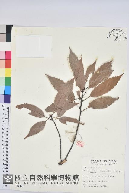 青剛櫟、鐵椆藏品圖，第1張