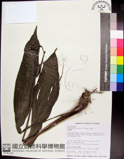 白鶴蘭藏品圖，第1張