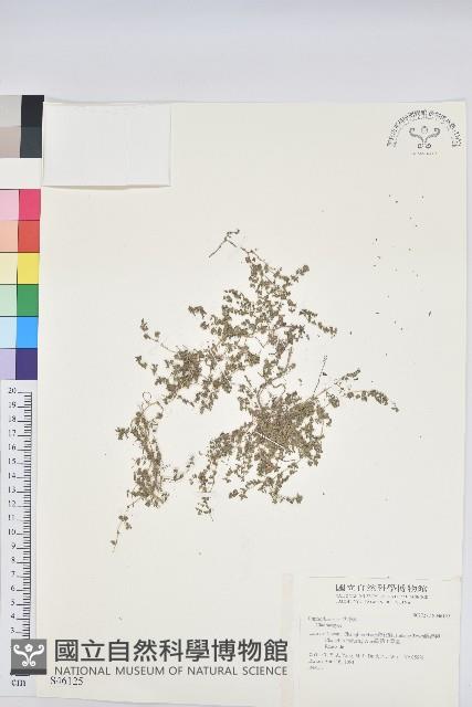 登錄號:S046125藏品圖，第1張