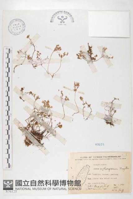 紅子佛甲草藏品圖，第1張