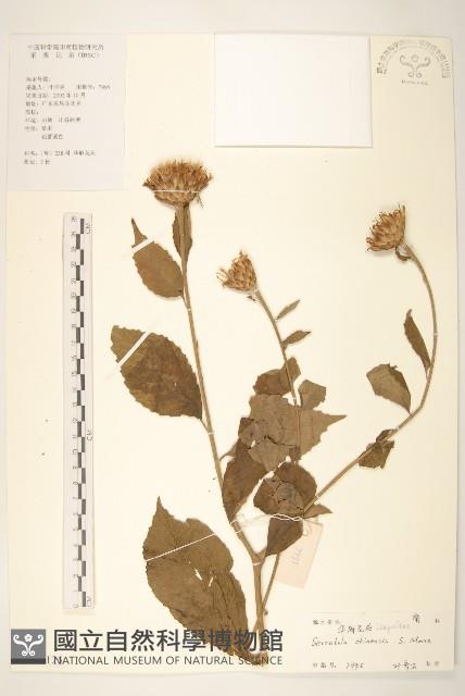 華麻花頭藏品圖，第1張