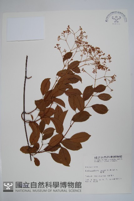 酸藤藏品圖，第1張