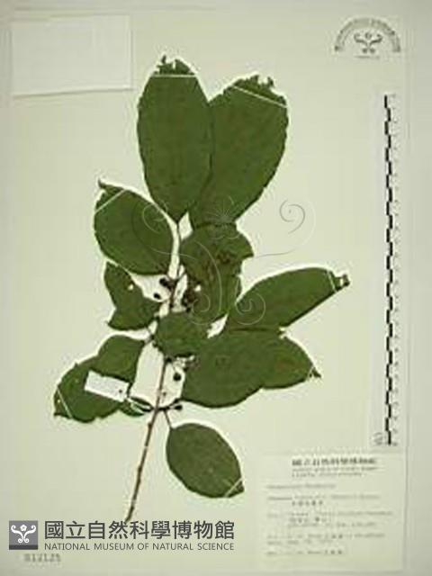 中原氏鼠李藏品圖，第1張