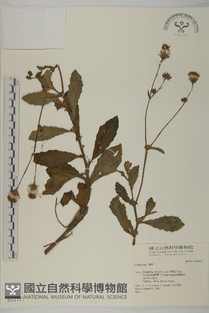 登錄號:S032125藏品圖，第1張