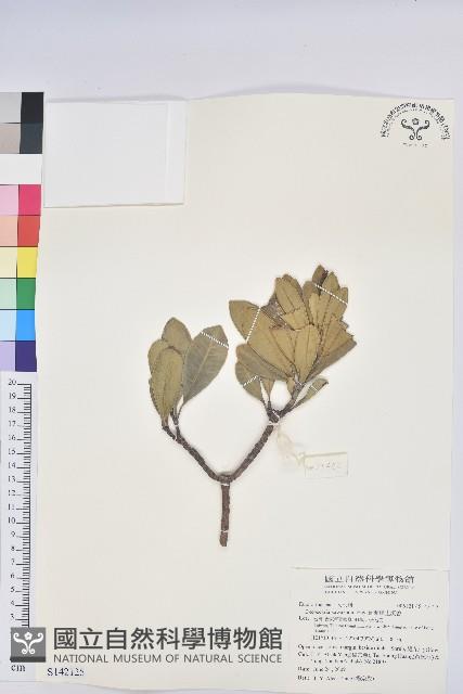 蘭嶼土沉香藏品圖，第1張